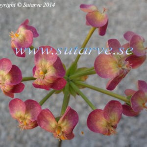 Gibbosina  Orchid (Jan Edgar Martinsen, 2010)