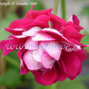 Rose of Bulgarien