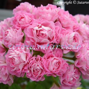 Swanland Pink/Australien Pink Rosebud