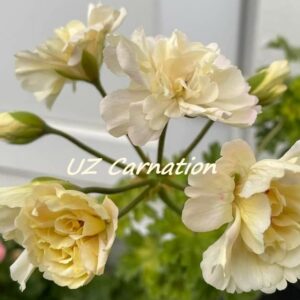 UZ Carnation (Blackman & L Ljunqvist)