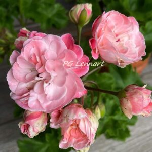 Pelargongaragets Lennart (K Wester)